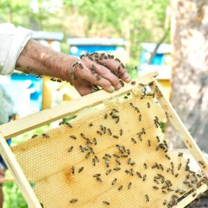 Venta de enjambres por encargo