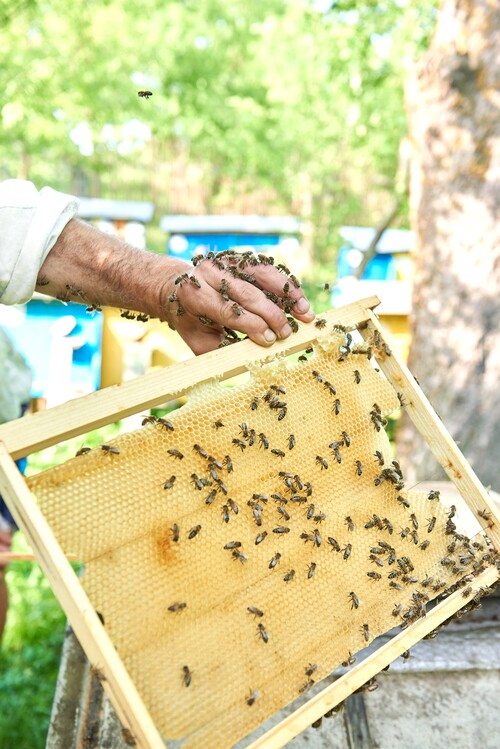 Venta de enjambres por encargo
